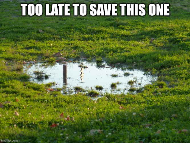 puddle-flood | TOO LATE TO SAVE THIS ONE | image tagged in puddle-flood | made w/ Imgflip meme maker