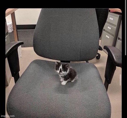 kitty on chair begging | image tagged in kitty on chair begging | made w/ Imgflip meme maker