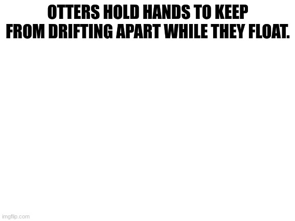 Blank White Template | OTTERS HOLD HANDS TO KEEP FROM DRIFTING APART WHILE THEY FLOAT. | image tagged in blank white template | made w/ Imgflip meme maker