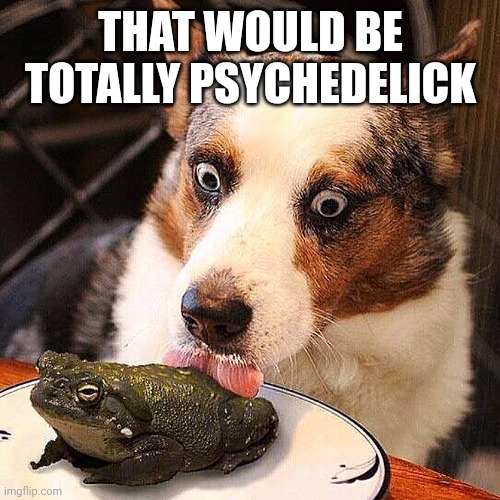 dog licking a frog | THAT WOULD BE TOTALLY PSYCHEDELICK | image tagged in dog licking a frog | made w/ Imgflip meme maker