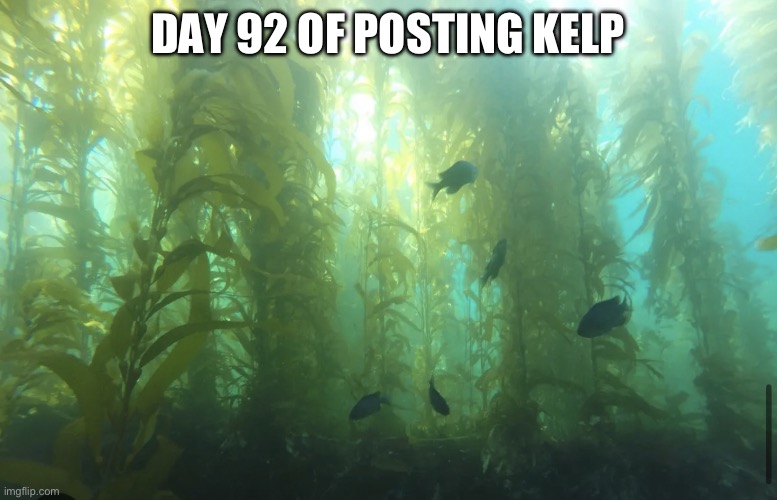 Kelp2 | DAY 92 OF POSTING KELP | image tagged in kelp2 | made w/ Imgflip meme maker