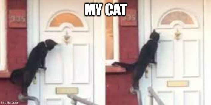 MY CAT | made w/ Imgflip meme maker