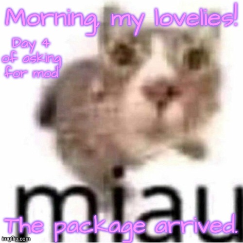 miau | Morning, my lovelies! Day 4 of asking for mod; The package arrived. | image tagged in miau | made w/ Imgflip meme maker