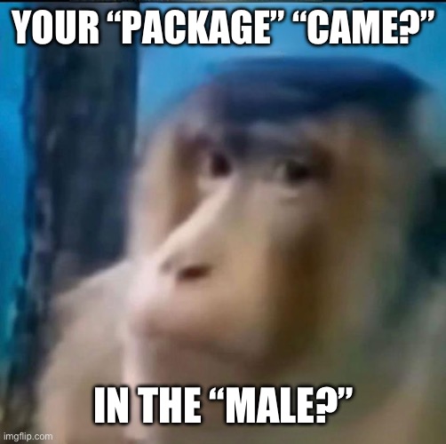 Package came in the male? | YOUR “PACKAGE” “CAME?” IN THE “MALE?” | image tagged in package came in the male | made w/ Imgflip meme maker