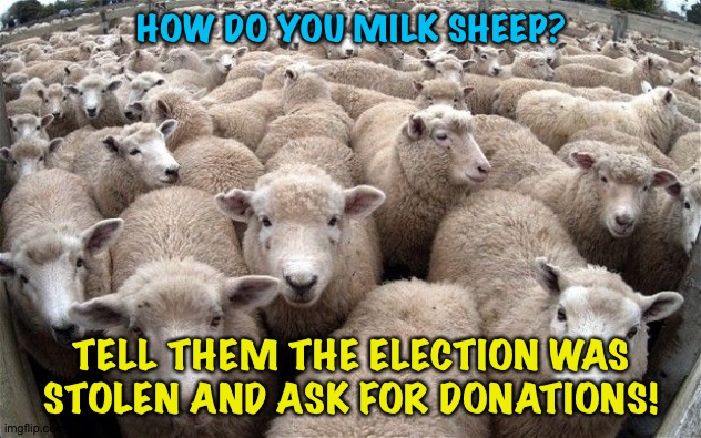 Milk those sheep! | HOW DO YOU MILK SHEEP? TELL THEM THE ELECTION WAS STOLEN AND ASK FOR DONATIONS! | image tagged in sheeple | made w/ Imgflip meme maker