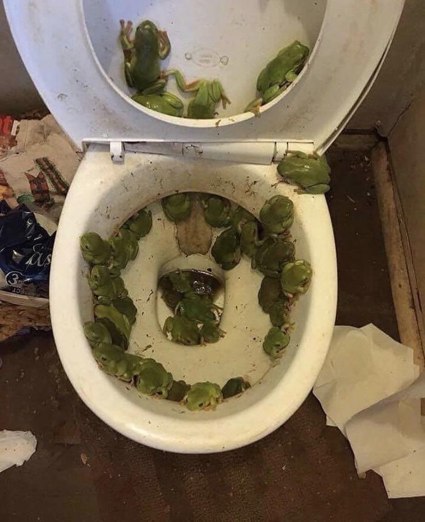 Frogs in da toilet Blank Meme Template