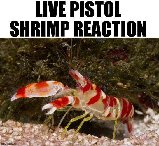 live pistol shrimp reaction | image tagged in live pistol shrimp reaction | made w/ Imgflip meme maker
