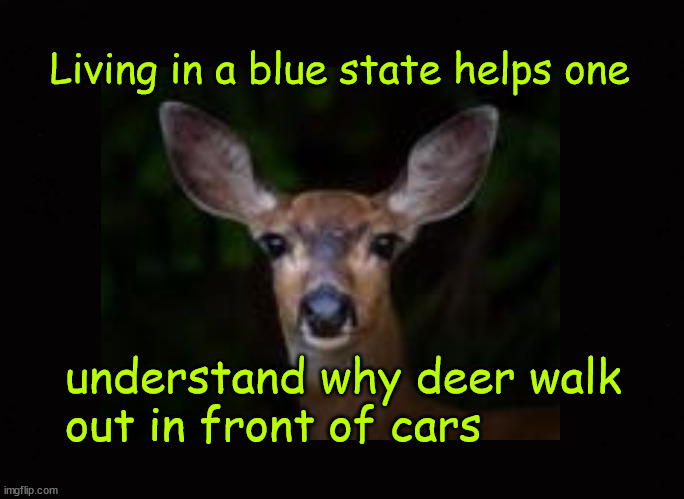 Why do deer walk out in front of cars? | Living in a blue state helps one; understand why deer walk 
out in front of cars | image tagged in blue states,leftists | made w/ Imgflip meme maker