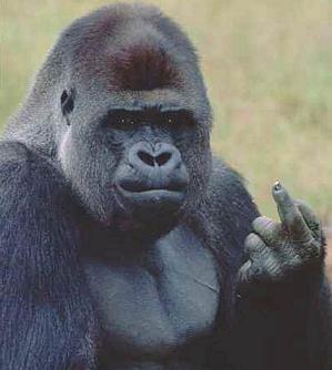 High Quality Monkey middle finger Blank Meme Template