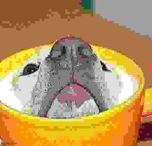 Milk Dog | image tagged in milk dog | made w/ Imgflip meme maker