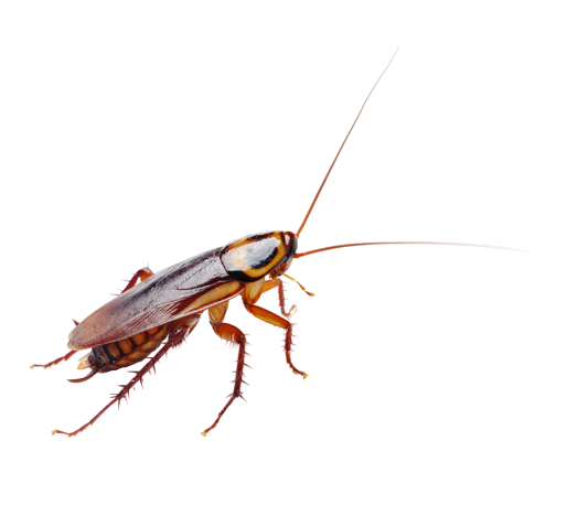 Cockroach Blank Meme Template