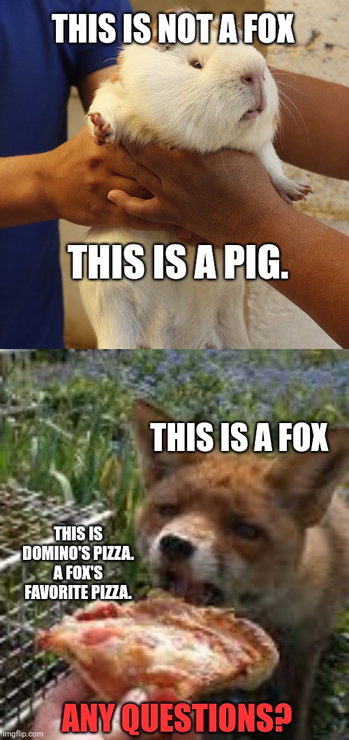 Please learn important fox facts | THIS IS NOT A FOX; THIS IS A PIG. THIS IS A FOX; THIS IS DOMINO'S PIZZA. A FOX'S FAVORITE PIZZA. ANY QUESTIONS? | image tagged in fox,facts | made w/ Imgflip meme maker