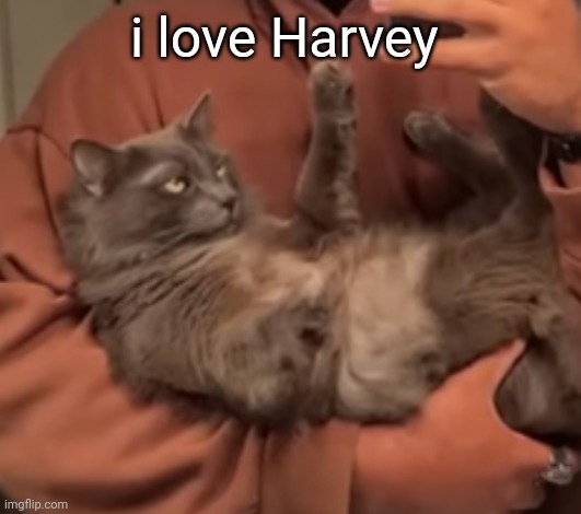 guys i think im retarded | i love Harvey | image tagged in harveyyyy | made w/ Imgflip meme maker