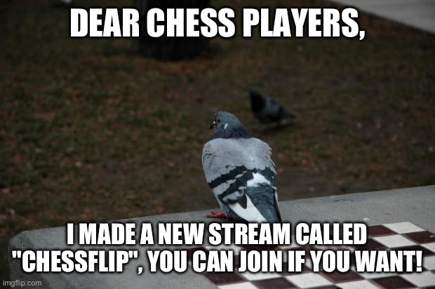 Link in comments. | DEAR CHESS PLAYERS, I MADE A NEW STREAM CALLED "CHESSFLIP", YOU CAN JOIN IF YOU WANT! | image tagged in pigeon shitting on chess board | made w/ Imgflip meme maker