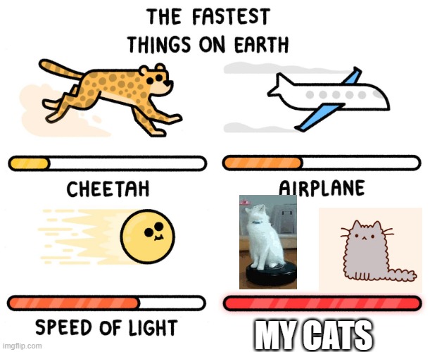 I swear they are crazy fast | MY CATS | image tagged in fastest thing on earth,omg they are so fast | made w/ Imgflip meme maker