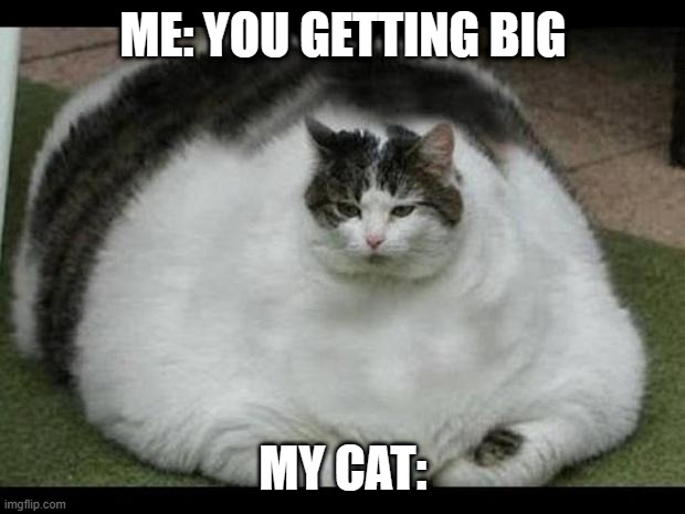 my cat got hacked i think | ME: YOU GETTING BIG; MY CAT: | image tagged in fat cat 2 | made w/ Imgflip meme maker