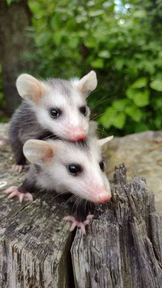 High Quality Possum Blank Meme Template