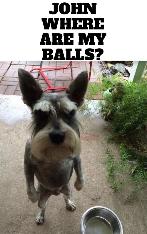 JOHN WHERE ARE MY BALLS? | image tagged in memes,dogs,funny dogs,funny memes,funny,pets | made w/ Imgflip meme maker