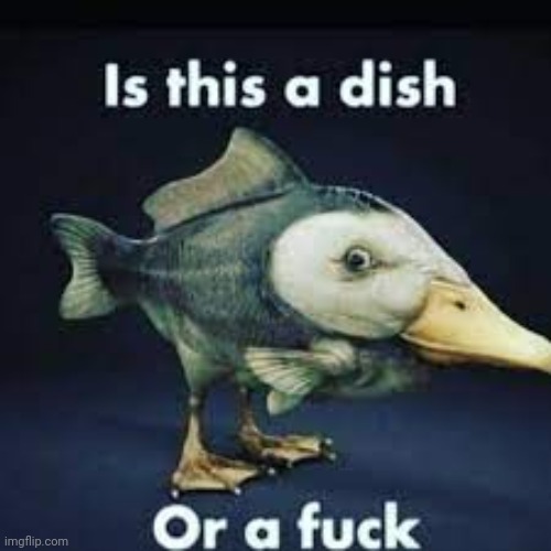 is this a dish or a fuck | image tagged in is this a dish or a fuck | made w/ Imgflip meme maker