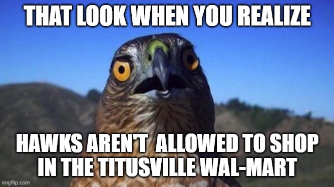 Hawkward | THAT LOOK WHEN YOU REALIZE; HAWKS AREN'T  ALLOWED TO SHOP
IN THE TITUSVILLE WAL-MART | image tagged in hawkward | made w/ Imgflip meme maker
