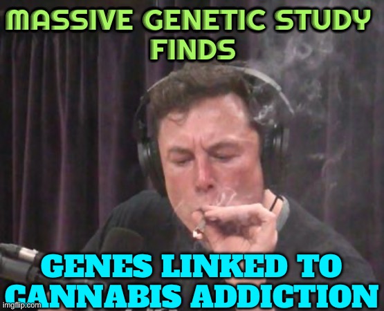 Genes Linked To Cannabis Addiction | MASSIVE GENETIC STUDY 
FINDS; GENES LINKED TO CANNABIS ADDICTION | image tagged in elon musk smoking weed,cannabis,study,science,war on drugs,medical marijuana | made w/ Imgflip meme maker