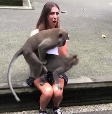Monkeys screwing on woman's lap Blank Meme Template
