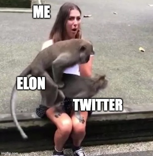 Elon screws Twitter | ME; ELON; TWITTER | image tagged in monkeys screwing on woman's lap | made w/ Imgflip meme maker