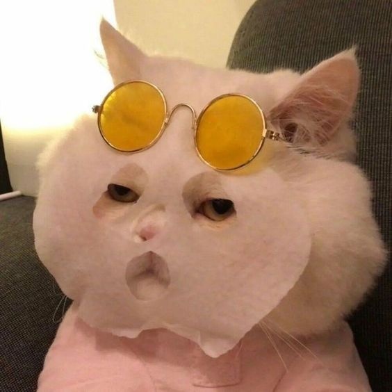 Cat face mask Blank Meme Template