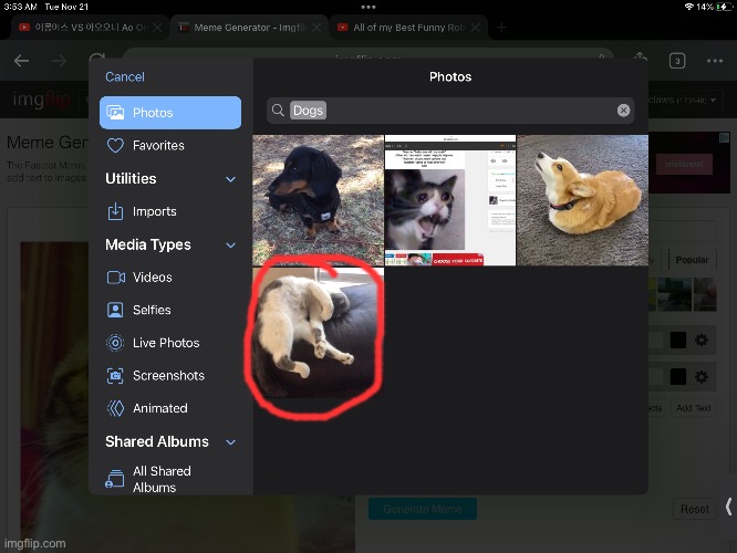 Doesn’t look like a dog to me | image tagged in you had one job,picture,dog,cat,fail | made w/ Imgflip meme maker