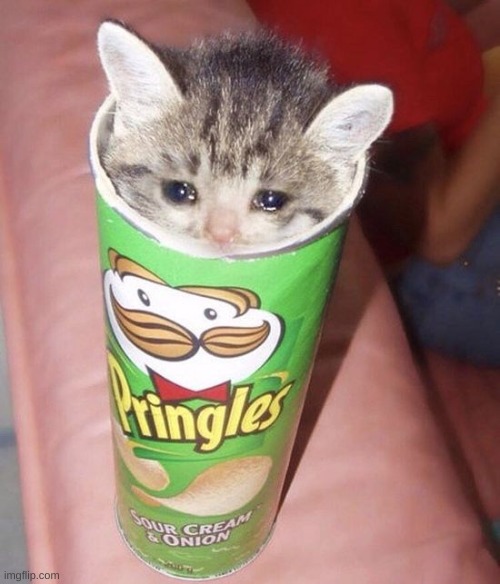 cat in pringles | image tagged in cat in pringles | made w/ Imgflip meme maker