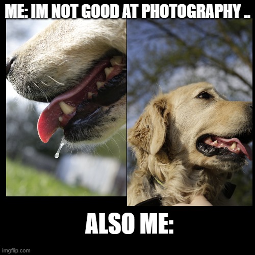 I just chose 2 random ones, i take way more yet :) | ME: IM NOT GOOD AT PHOTOGRAPHY .. ALSO ME: | image tagged in dogs,photography,golden retriever,beautiful | made w/ Imgflip meme maker