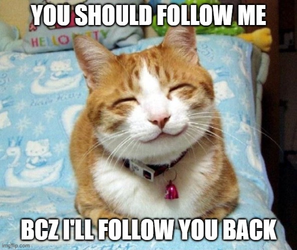 you should | YOU SHOULD FOLLOW ME; BCZ I'LL FOLLOW YOU BACK | image tagged in cute smiling cat | made w/ Imgflip meme maker