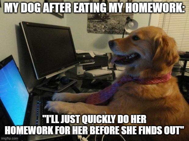 lmao | MY DOG AFTER EATING MY HOMEWORK:; ''I'LL JUST QUICKLY DO HER HOMEWORK FOR HER BEFORE SHE FINDS OUT" | image tagged in dog behind a computer | made w/ Imgflip meme maker