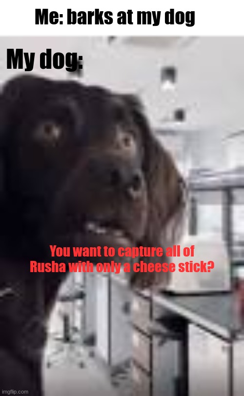 dogs be like | Me: barks at my dog; My dog:; You want to capture all of Rusha with only a cheese stick? | image tagged in dog | made w/ Imgflip meme maker