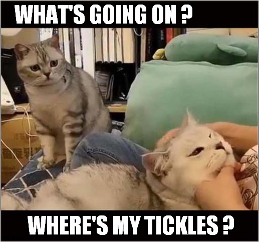 Fomo Cat ! | WHAT'S GOING ON ? WHERE'S MY TICKLES ? | image tagged in cats,fomo,tickle | made w/ Imgflip meme maker