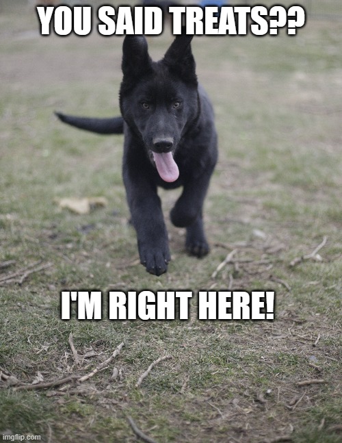 treatsss?!! | YOU SAID TREATS?? I'M RIGHT HERE! | image tagged in dogs,german shepherd | made w/ Imgflip meme maker