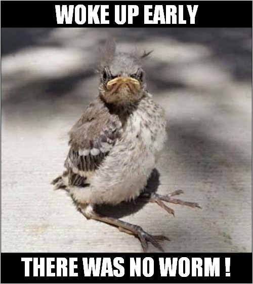 There Is No Truth In The Old Saying  For This Angry Bird ! | WOKE UP EARLY; THERE WAS NO WORM ! | image tagged in birds,sayings,early,worm | made w/ Imgflip meme maker