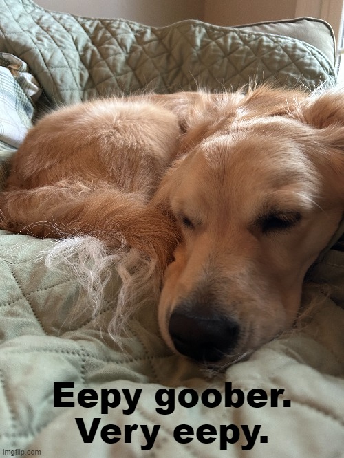 Sunny got a bit eepy after a fun day of exercise. | Eepy goober.
Very eepy. | image tagged in dogs,eepy,goober | made w/ Imgflip meme maker