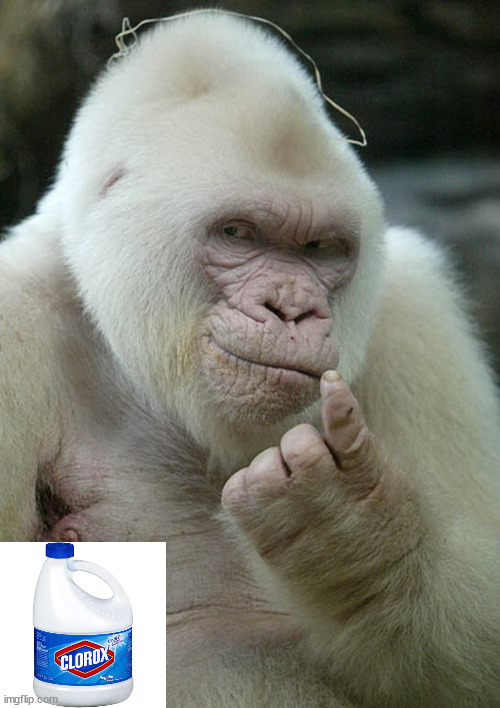 Albino Gorilla | image tagged in albino gorilla | made w/ Imgflip meme maker