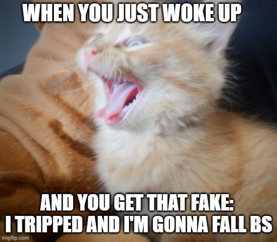 actually | WHEN YOU JUST WOKE UP; AND YOU GET THAT FAKE:  I TRIPPED AND I'M GONNA FALL BS | image tagged in cats,funny cats | made w/ Imgflip meme maker