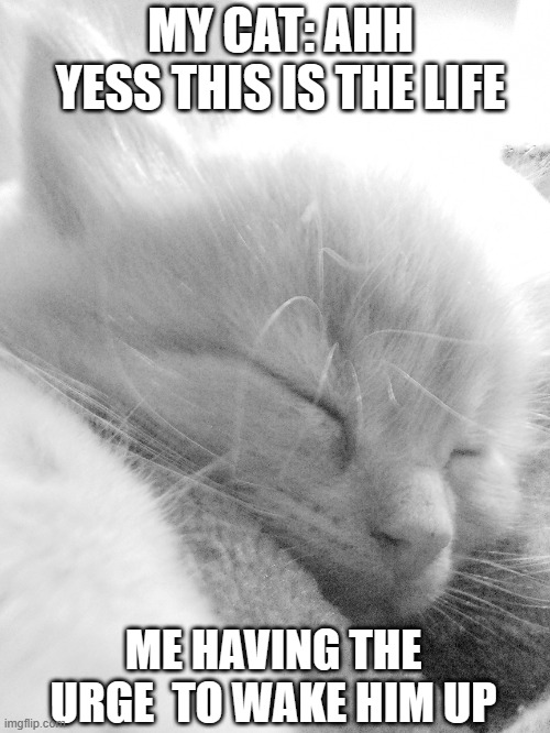 lol | MY CAT: AHH YESS THIS IS THE LIFE; ME HAVING THE URGE  TO WAKE HIM UP | image tagged in cats | made w/ Imgflip meme maker