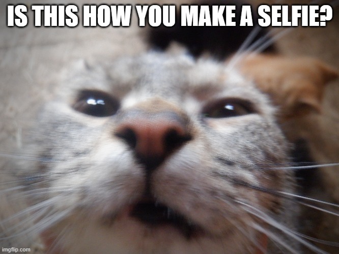 yes | IS THIS HOW YOU MAKE A SELFIE? | image tagged in cats,funny cats,cute cats | made w/ Imgflip meme maker