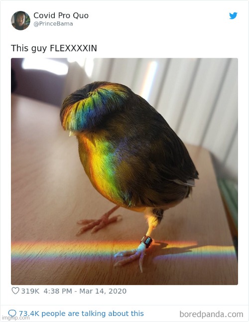 Cute Birb in a rainbow | image tagged in rainbow,birds | made w/ Imgflip meme maker