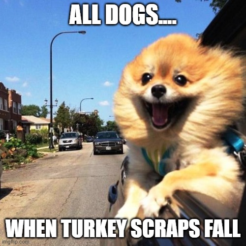 happy dog | ALL DOGS.... WHEN TURKEY SCRAPS FALL | image tagged in happy dog | made w/ Imgflip meme maker