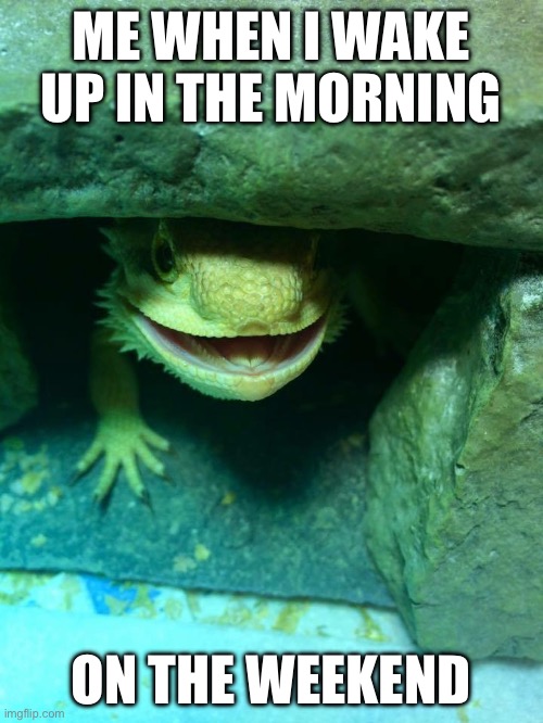 Bad Influence Bearded Dragon | ME WHEN I WAKE UP IN THE MORNING; ON THE WEEKEND | image tagged in bad influence bearded dragon | made w/ Imgflip meme maker