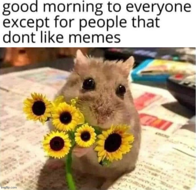 Who doesn't like memes? | image tagged in memes,funny | made w/ Imgflip meme maker