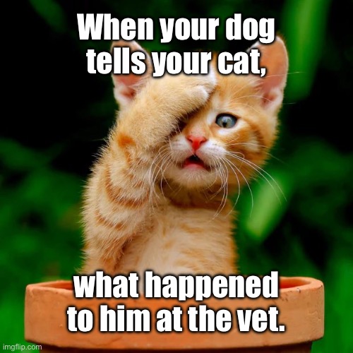 Dog tells cat | When your dog tells your cat, what happened to him at the vet. | image tagged in kitten facepalm,dog tells cat,what happened,at vets | made w/ Imgflip meme maker