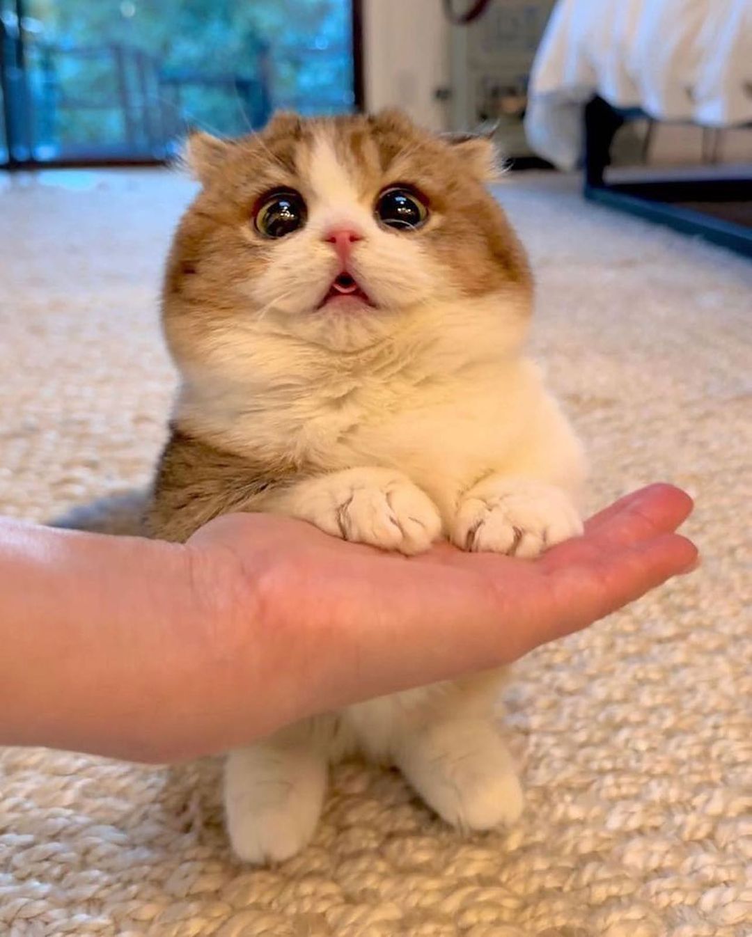 High Quality Jumbo CAT Blank Meme Template