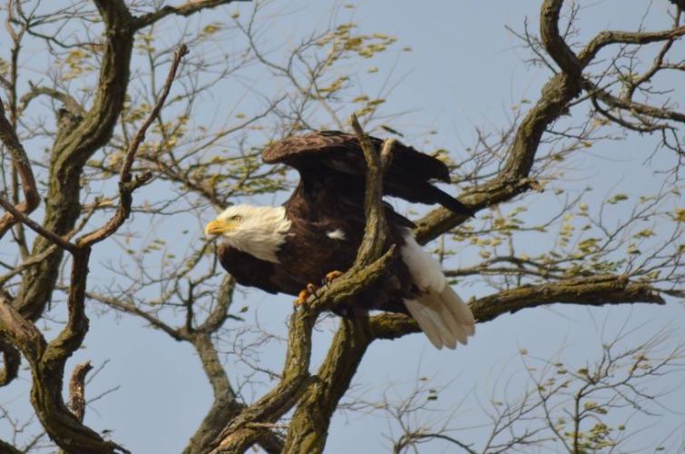 bald eagle along the Mississippi river | image tagged in eagle,river | made w/ Imgflip meme maker
