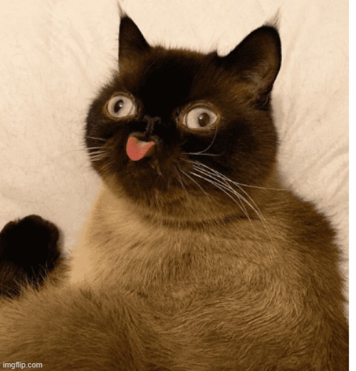 derpy cat | image tagged in derpy cat | made w/ Imgflip meme maker